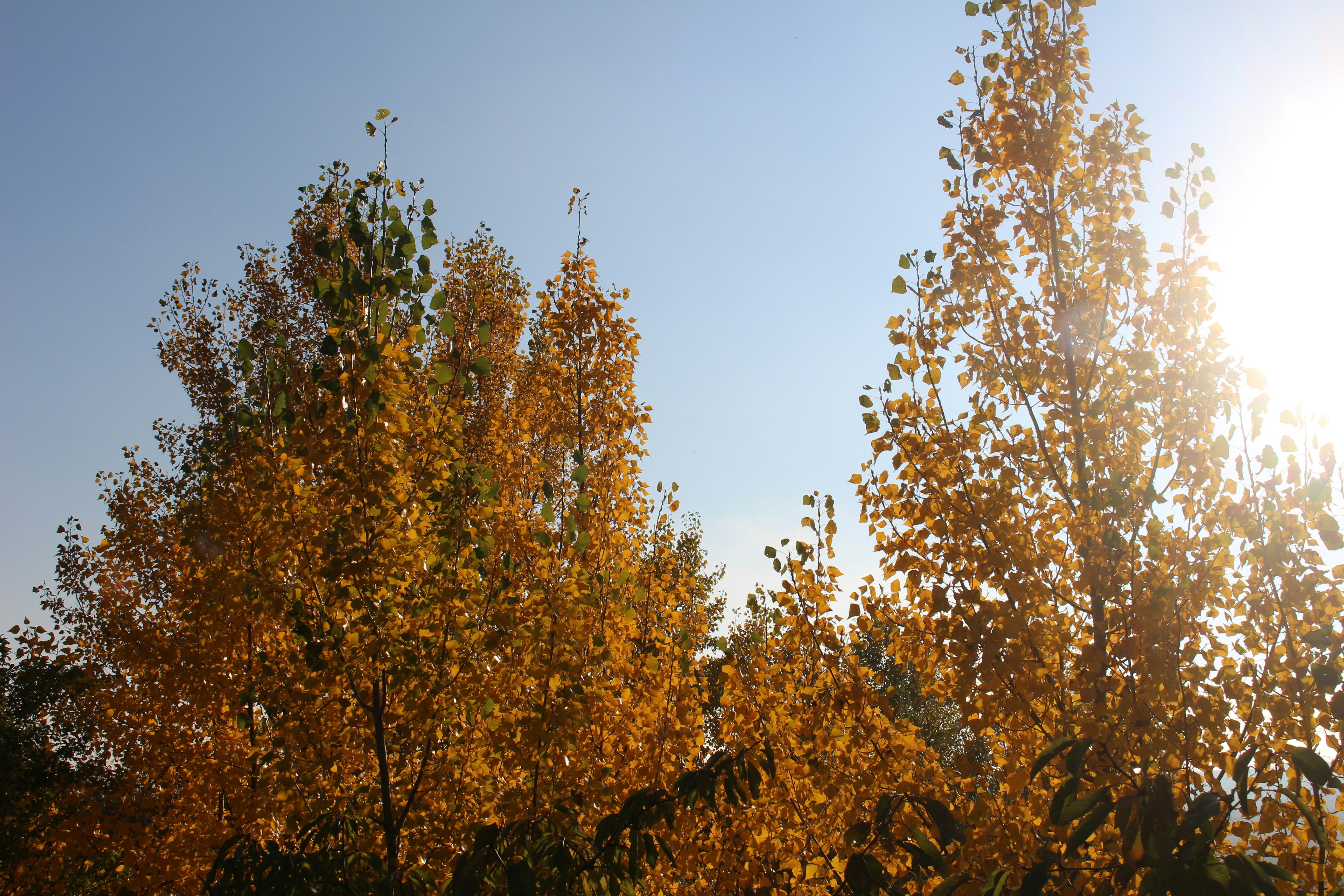 Love under the blue autumn sky